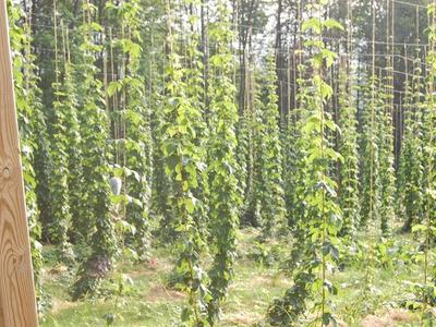 Rows of hop vines climbing vertical strings on a trellis in a field