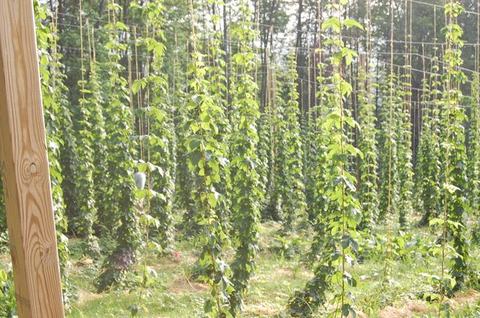 Rows of hop vines climbing vertical strings on a trellis in a field