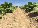 Rows of young tobacco plants in cultivated raised soil beds under a clear blue sky