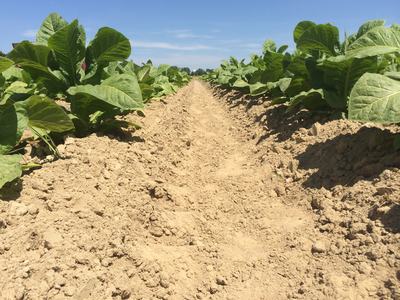 Rows of young tobacco plants in cultivated raised soil beds under a clear blue sky