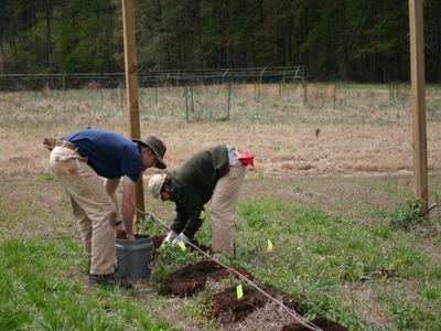 Two people bending to plant seedlings in a marked row in a field
