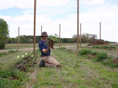 Person kneeling in grassy field holding uprooted plants near tall wooden posts