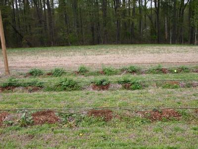 Rows of young plants and mulched mounds with drip irrigation lines in a grassy field