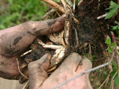 Soil-covered hands pulling apart a plant's roots and rhizome