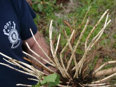 Uprooted multi-stem shrub with exposed roots held by person wearing shirt reading POST 1 BASEBALL