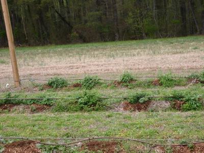 Rows of young plants with drip irrigation lines in a field
