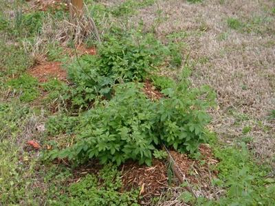 Row of green volunteer plants growing in a mulch strip with visible drip irrigation tubing