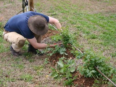 Person kneeling wearing a hat tending young plants beside a drip irrigation line