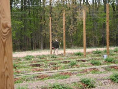 Person walking among wooden posts in a young field with drip irrigation