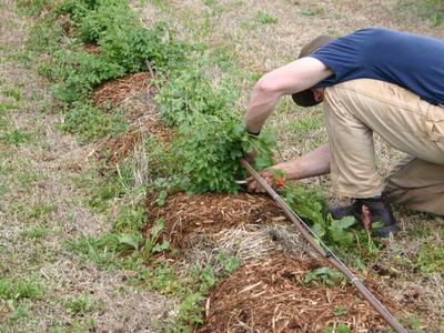 Person kneeling, weeding plants along a mulched row with a drip irrigation line