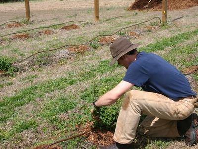 Person kneeling in a field tending a small plant with drip irrigation lines visible