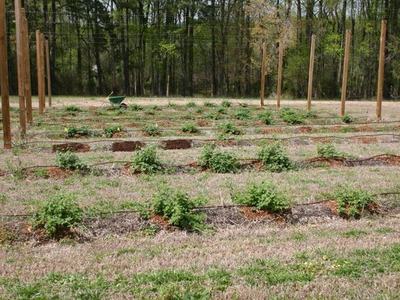 Rows of young plants with drip irrigation lines and wooden posts in a grassy field