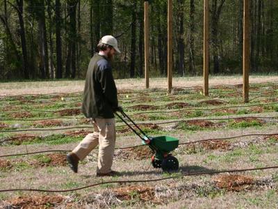 Man pushing a green fertilizer spreader across prepared rows in a field