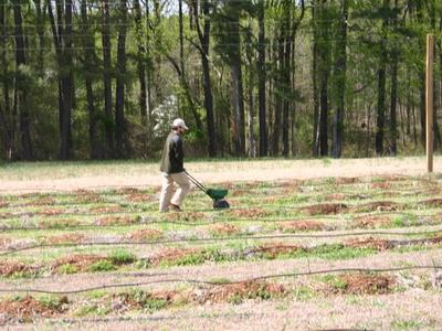 Person pushing fertilizer spreader across planted rows in a field