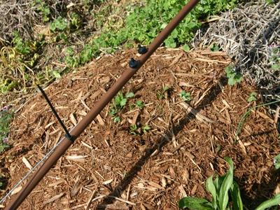 Brown irrigation dripline with two emitters running over mulch and small plants