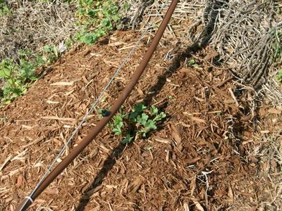 Small green seedling in mulch bed with brown drip irrigation tubing and metal guide wire