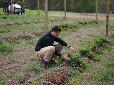 Person kneeling and tending plants in mulched rows with irrigation tubing.