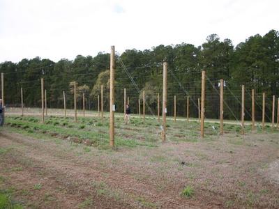 Rows of wooden trellis poles with wires in a field, two people inspecting rows