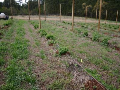 Rows of young plants with irrigation tubing and wooden support posts in a field