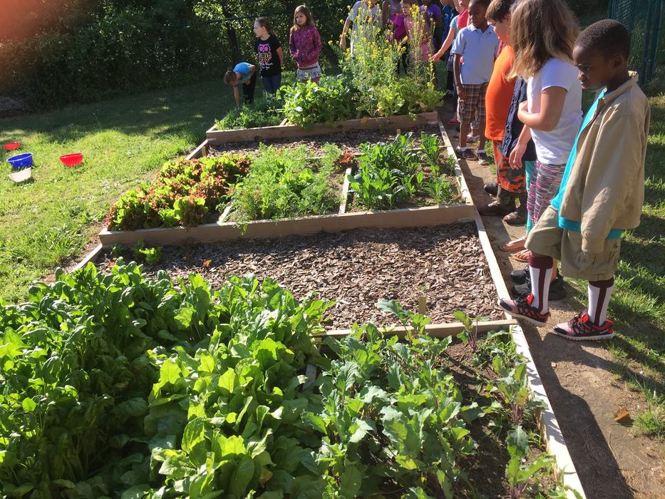 Children looking at the raised beds.