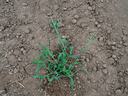 Photo of Crabgrass. Photo Credit: Oregon State University, Ed Peachey.