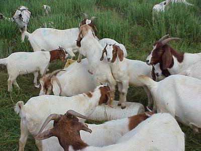 Several white-and-brown goats standing and grazing in a grassy field