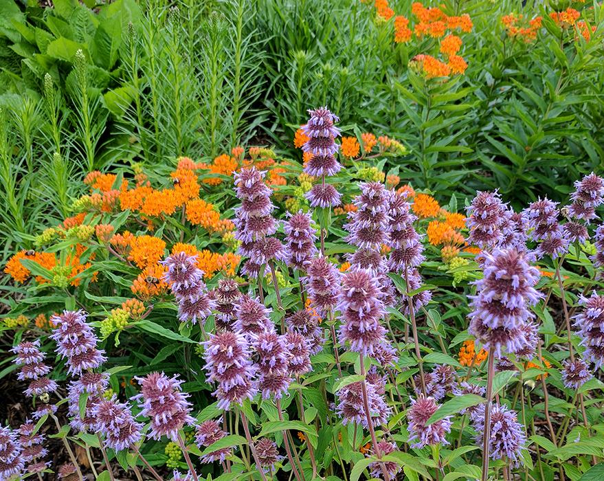 spring combo of downy wood mint and orange butterfly weed.