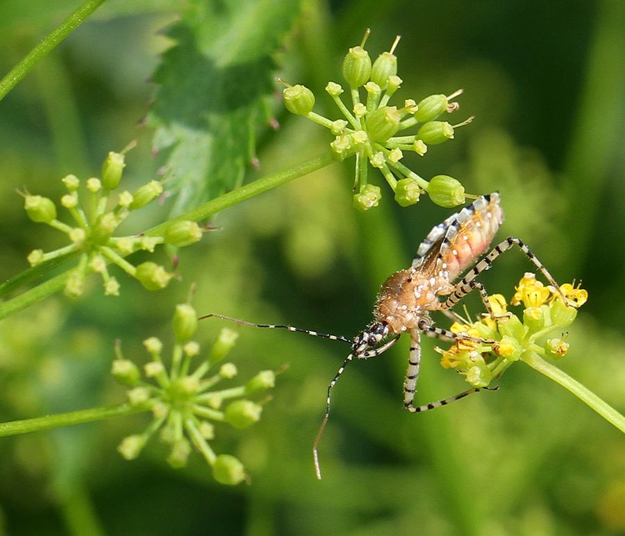 Assassin bug hunting on golden alexander 