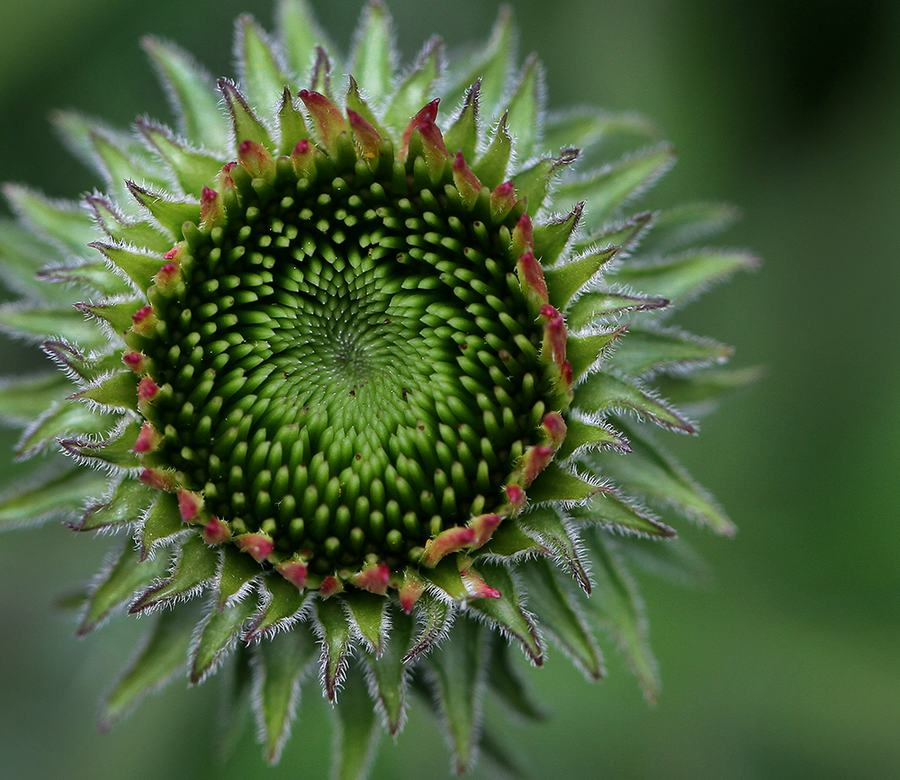 Unopened coneflower bloom