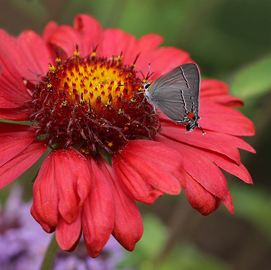 Gray hairstreak nectaring on the lanceleaf blanketflower 