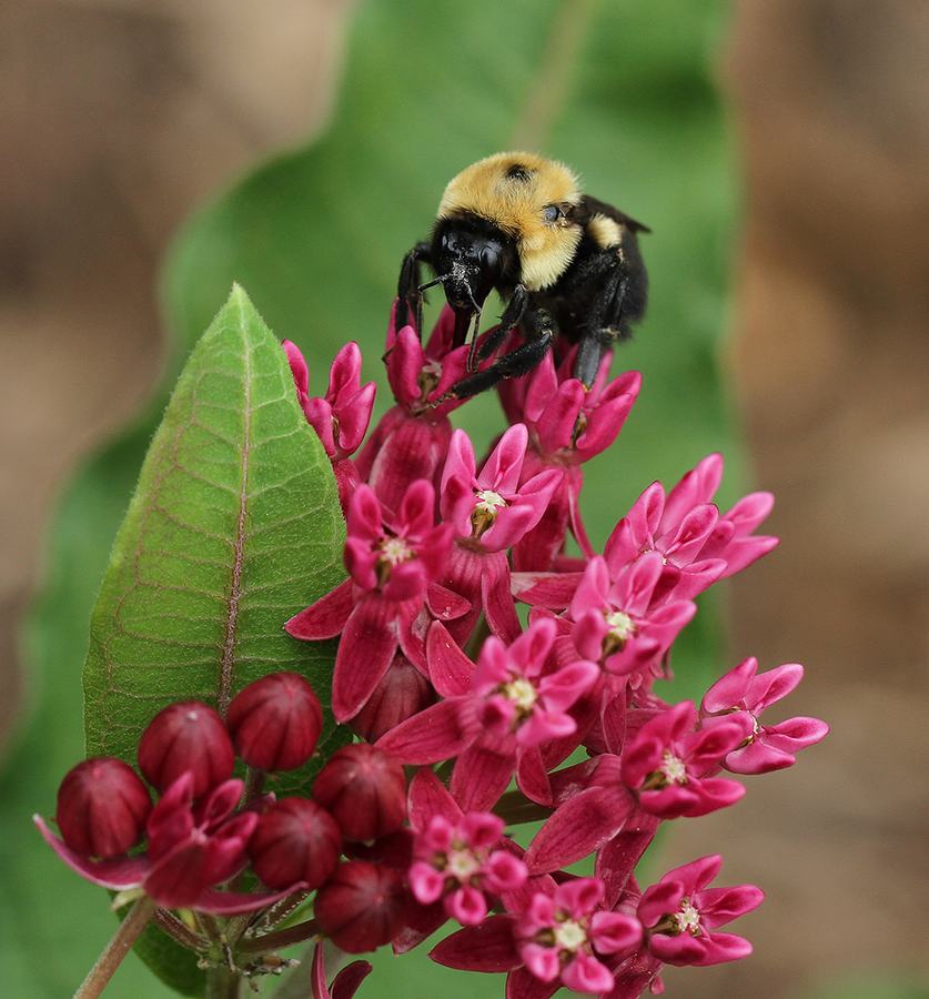 Bumble bee on purple milkweed.