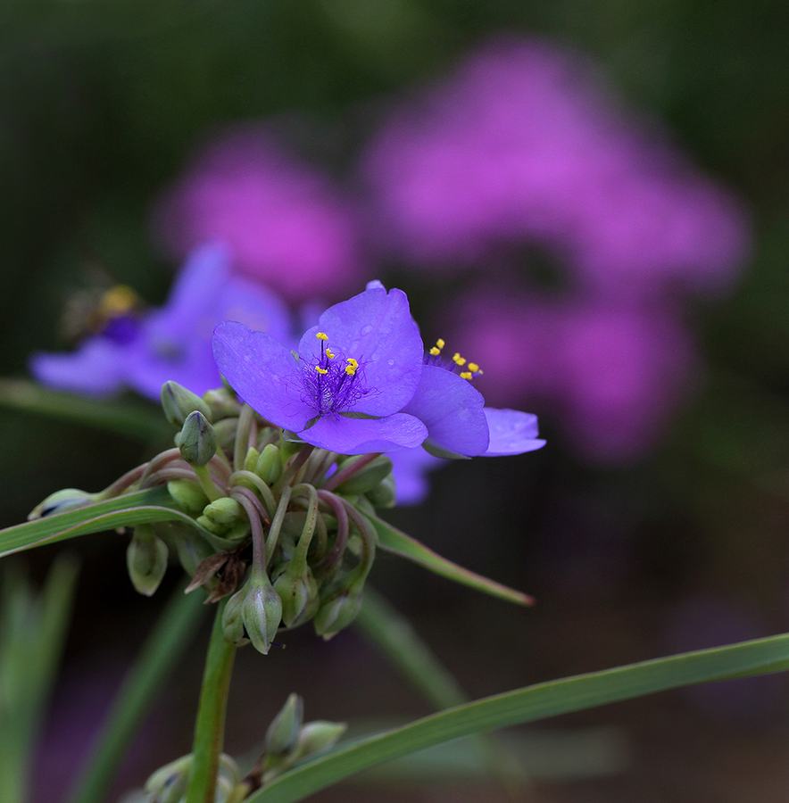 Ohio spiderwort (Tradescantia ohiensis).