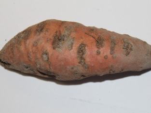 Meloidogyne enterolobii root knot damage on sweetpotato (Dr. Weimin Ye, NCDA&CS)