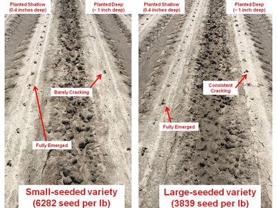 results of two planting scenarios
