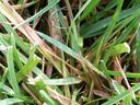 Photo of Brown Patch (Rhizoctonia solani) in Tall Fescue. Photo Credit: Scot Nelson