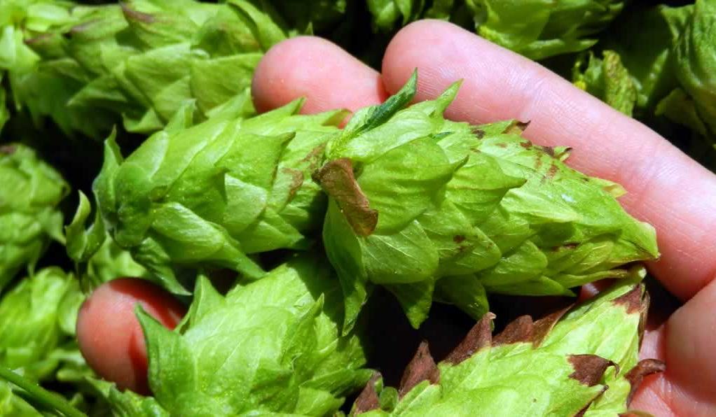 North Carolina Hops - New Crops & Organics | NC State Extension