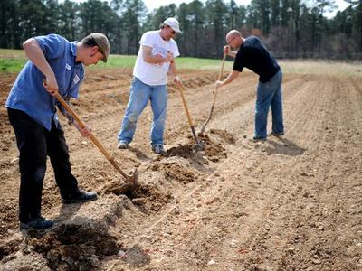 Three men using hoes to dig planting furrows in a prepared field