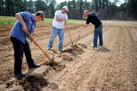 Three men using hoes to dig planting furrows in a prepared field