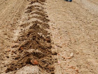 Three men with shovels forming a long ridge of turned soil in a field