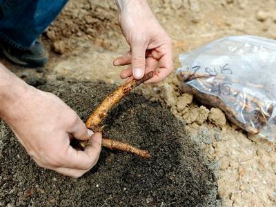 Hands handling a plant rhizome over soil with a plastic bag of bulbs nearby