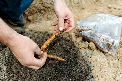 Hands handling a plant rhizome over soil with a plastic bag of bulbs nearby