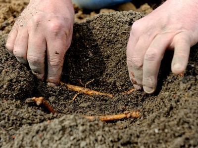 Hands burying thin plant roots/root cuttings in soil