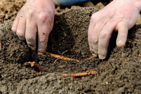 Hands burying thin plant roots/root cuttings in soil
