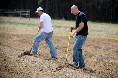 Two men digging furrows in a field with shovels