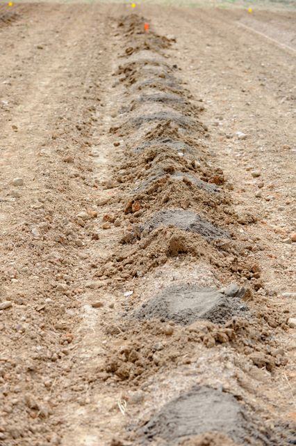 Row of small soil mounds in a tilled field extending into the distance