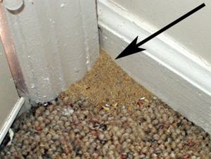 soil pushed up at edge of carpet inside a home is likely due to fire ants