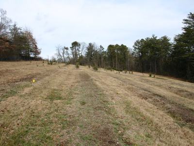 Grassy sloped field with parallel tire tracks, small yellow survey flag, treeline background
