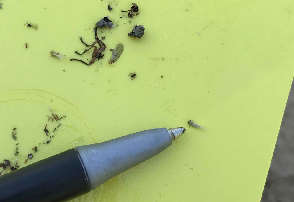Potato leafhopper on a yellow sticky card used for monitoring. Photo: Danny Lauderdale, NCSU Extension.