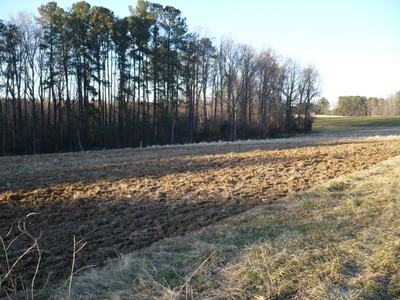 Plowed field next to grassy verge with a row of trees under a clear sky