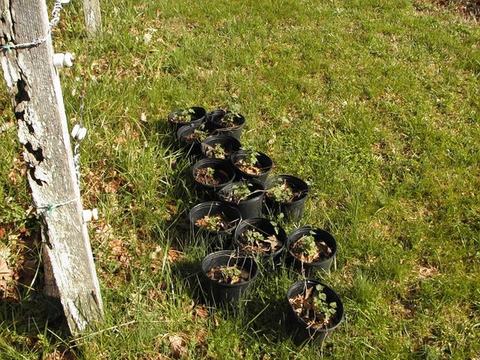 Row of black nursery pots with small seedlings on grass beside a weathered wooden post